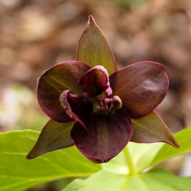 Trillium smallii flora plena9